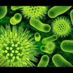 人体を壊死させる10種の病原菌