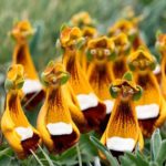 ホラーすぎる造形をした10の植物