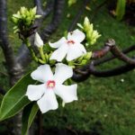 猛毒を持つ10の花