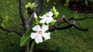 猛毒を持つ10の花