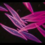 科学では解明できない10の生命ミステリー