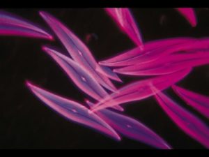 科学では解明できない10の生命ミステリー