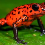 地球上で最も有毒な10の生物