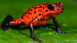 地球上で最も有毒な10の生物