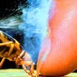 驚異的な能力を持つ10の動物たち