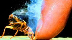 驚異的な能力を持つ10の動物たち