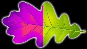 かつて地球上の生物は紫色だった（10の信じがたい科学的事実）