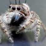 世界の最も美しいクモ10選