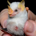 信じられないような動物10選