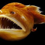 マリアナ海溝に棲む驚くべき生物トップ10