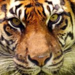 10年以内に絶滅するかもしれない10種の動物