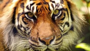 10年以内に絶滅するかもしれない10種の動物