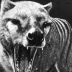 絶滅した11の動物