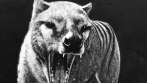 絶滅した11の動物