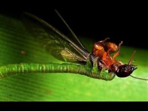 ずる賢い動物12選