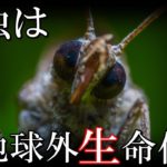 正体はエイリアン？昆虫宇宙起源説がとんでもない！