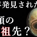 これが人類最古の祖先?近年発見された5億4千年前の生物がとんでもない!