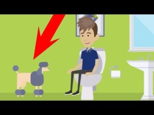 なぜ犬はトイレやお風呂に付いて来るのか？