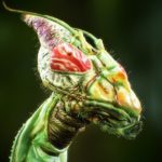 世界でもっとも恐ろしげなムシたち