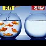 なぜ短命?! どうすれば金魚は15年間、生きられるのか?