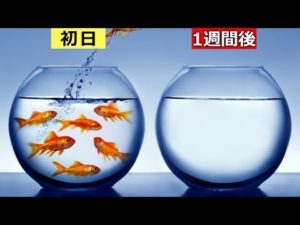 なぜ短命?! どうすれば金魚は15年間、生きられるのか？
