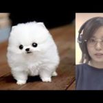 世界で一番高額な犬15種 No.1は○億円?
