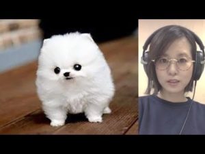 世界で一番高額な犬15種 No.1は○億円？