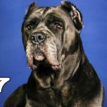 世界で最も高価な犬17選