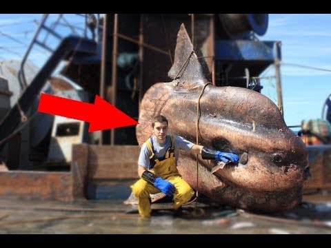 最も恐ろしい獲物を釣った漁師