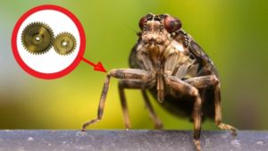 自然のいたずら５選