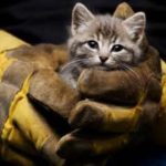 命を救ってくれた動物達