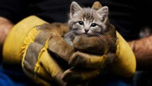 命を救ってくれた動物達