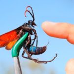 世界の危険な虫10選