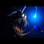 不気味で凶暴な海の怪物たち