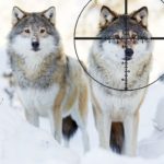 動物駆除作戦の思いがけない結末