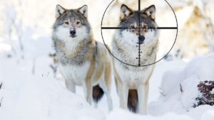 動物駆除作戦の思いがけない結末