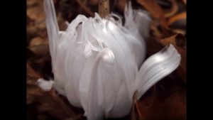 無限の美しさを誇る、23の自然現象