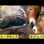 【衝撃】絶滅したはずなのに、存在していた生き物6選