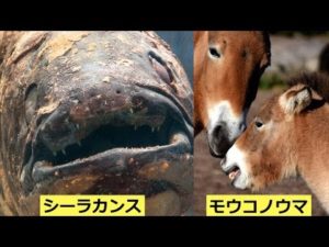 【衝撃】絶滅したはずなのに、存在していた生き物６選