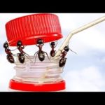 5種類の超賢い虫