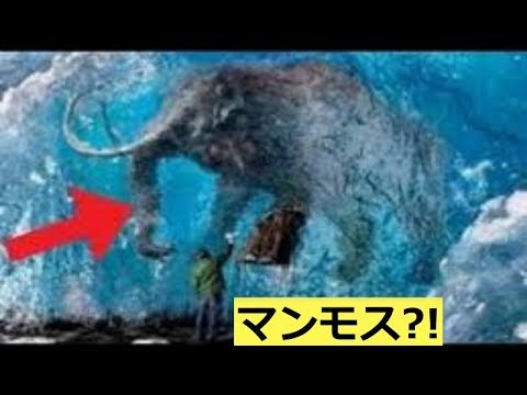怖い…氷漬けで発見された動物たち７選