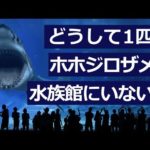 どうして水族館にホホジロザメがいないのか