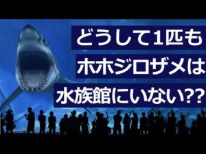 どうして水族館にホホジロザメがいないのか