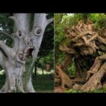 思わず２度見してしまうような、実在するとは思えない木14選