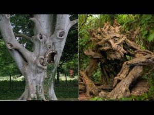 思わず２度見してしまうような、実在するとは思えない木14選