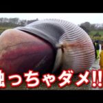 危険・・・座礁したクジラにあったらすぐに逃げて!