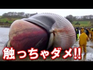 危険･･･座礁したクジラにあったらすぐに逃げて！