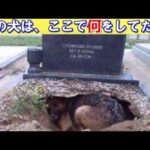 この犬は墓を守っているのかと思われたが、衝撃の結果が…