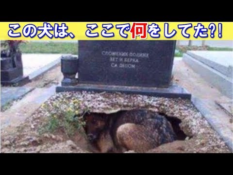 この犬は墓を守っているのかと思われたが、衝撃の結果が…