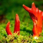 恐怖の毒キノコ7選